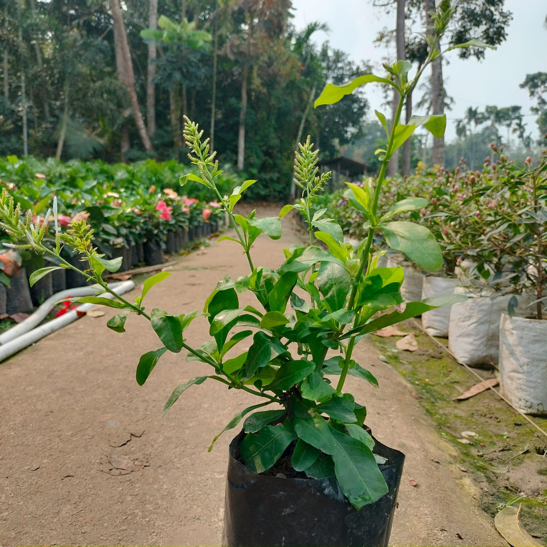 Plumbago  Flower Plant|Online nursery for Plumbago plant