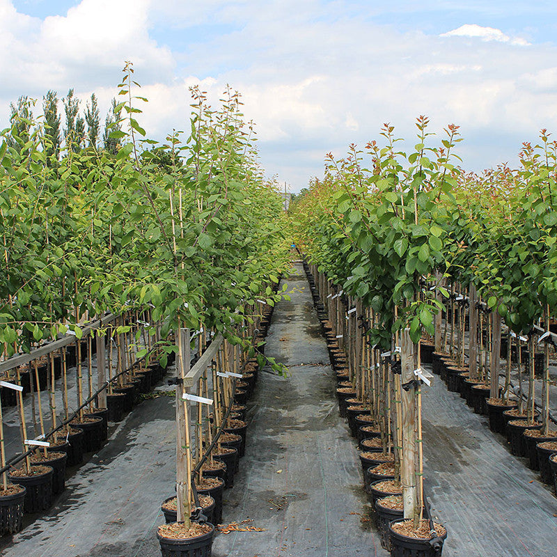 Plum Fruit  (Grafted) - Fruit Plants & Tree - Premium Fruit Plants & Tree from Plantparadise - Just $840.0! Shop now at Plantparadise