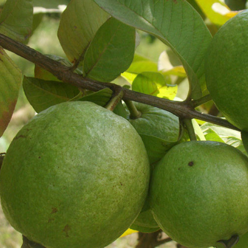 Guava Kg Guava - Fruit Plants & Tree - Premium Fruit Plants & Tree from Plantparadise - Just $375.00! Shop now at Plantparadise
