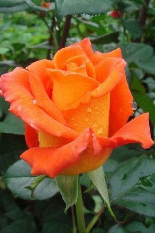 Rose Plant - Premium Flowering Plants from Plantparadise - Just $299.0! Shop now at Plantparadise