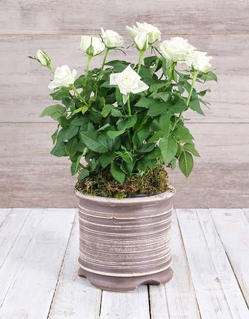 Rose Plant - Premium Flowering Plants from Plantparadise - Just $299.0! Shop now at Plantparadise