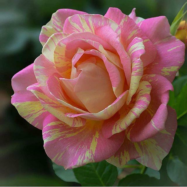 Rose Plant - Premium Flowering Plants from Plantparadise - Just $299.0! Shop now at Plantparadise