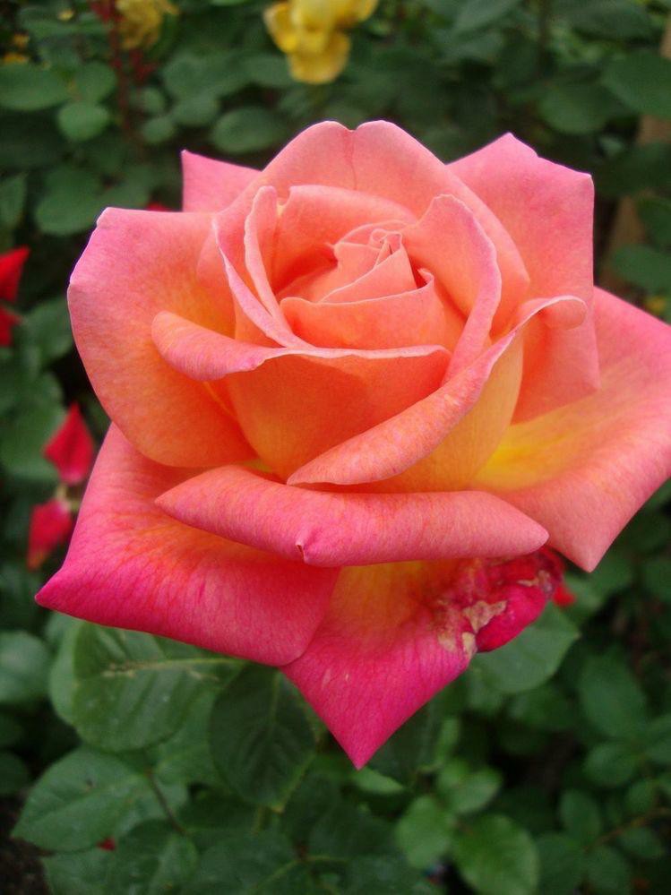 Rose Plant - Premium Flowering Plants from Plantparadise - Just $299.0! Shop now at Plantparadise