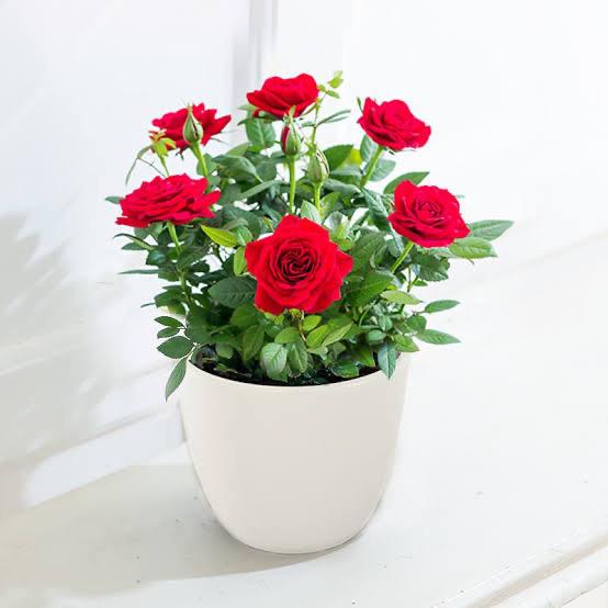 Rose Plant - Premium Flowering Plants from Plantparadise - Just $299.0! Shop now at Plantparadise