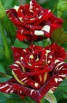 Rose Plant - Premium Flowering Plants from Plantparadise - Just $299.0! Shop now at Plantparadise