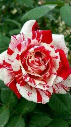 Rose Plant - Premium Flowering Plants from Plantparadise - Just $299.0! Shop now at Plantparadise