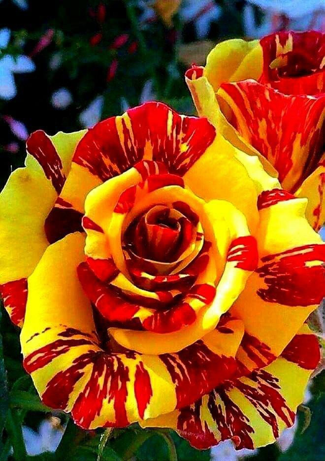 Rose Plant - Premium Flowering Shrubs from Plantparadise - Just $299.0! Shop now at Plantparadise