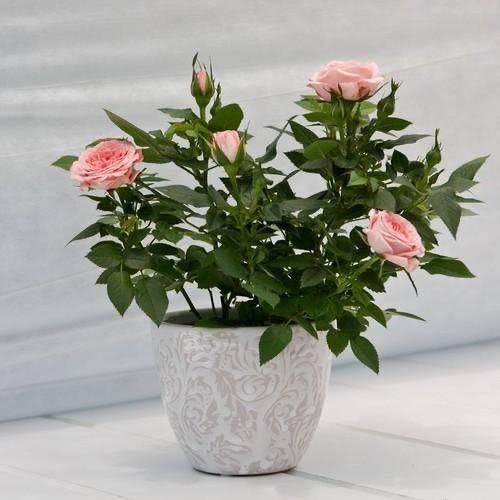 Rose Plant - Premium Flowering Plants from Plantparadise - Just $299.00! Shop now at Plantparadise