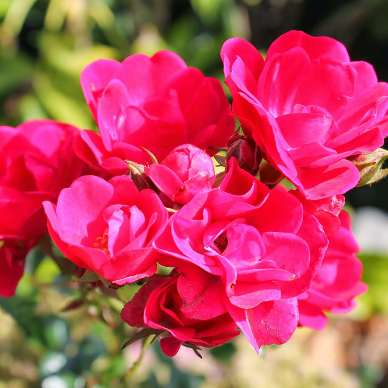 Thornless Rose - Flowering Plants - Premium Flowering Plants from Plantparadise - Just $299.0! Shop now at Plantparadise