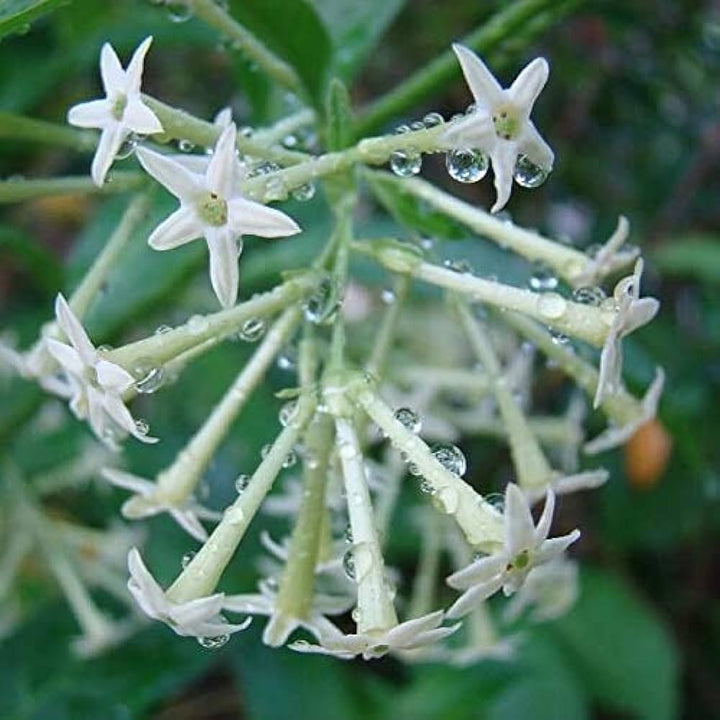 Ratrani (Queen of Night ) Flower Plant - Premium Flowering Plants from Plantparadise - Just $499! Shop now at Plantparadise
