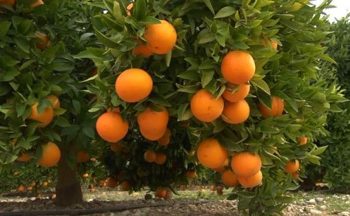 Darjeeling Orange Fruit Plant - Premium Fruit Plants & Tree from Plantparadise - Just $549.00! Shop now at Plantparadise