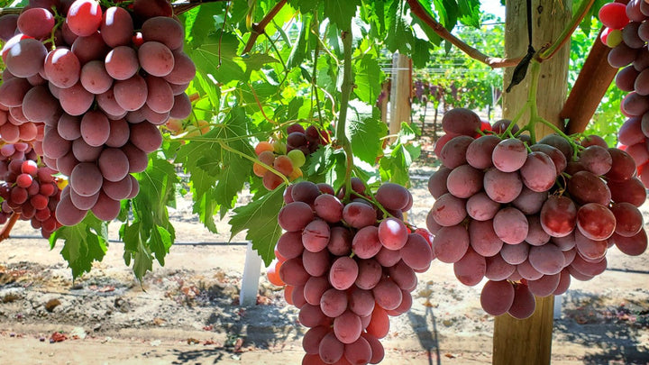 Red Grapes Plant (Seedless) - Premium Fruit Plants from Plantparadise - Just $499.0! Shop now at Plantparadise