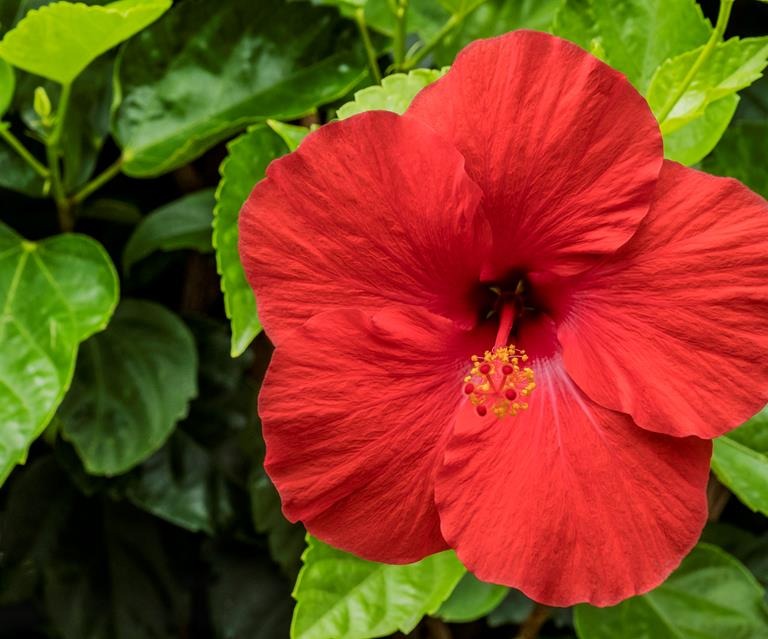 Australian Hibiscus Flower Plant - Premium Flowering Plants from Plantparadise - Just $399.00! Shop now at Plantparadise