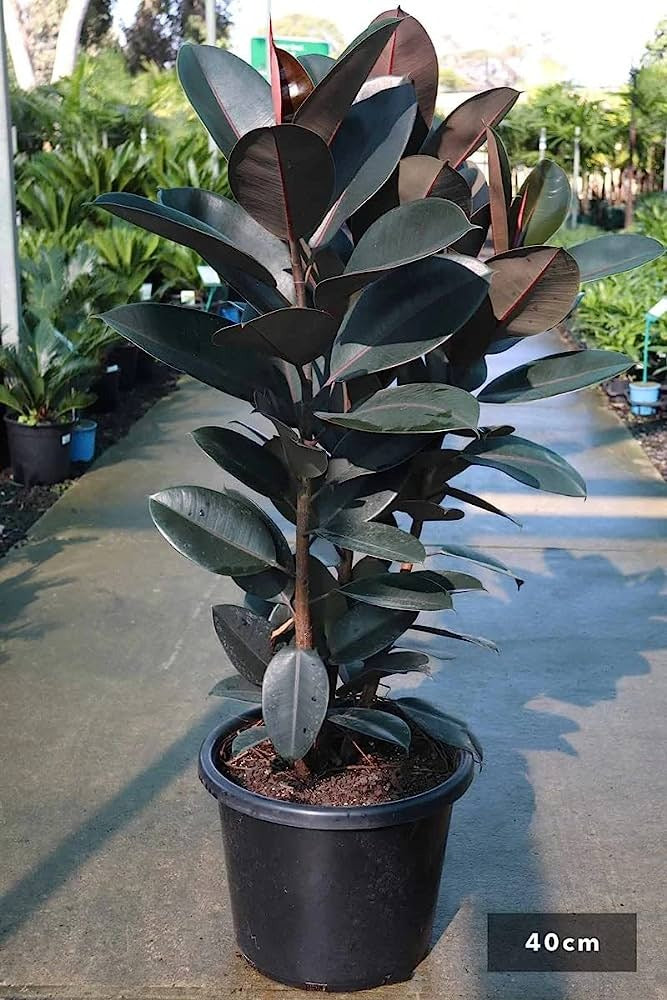 rubber plant indoor Rubber Plant