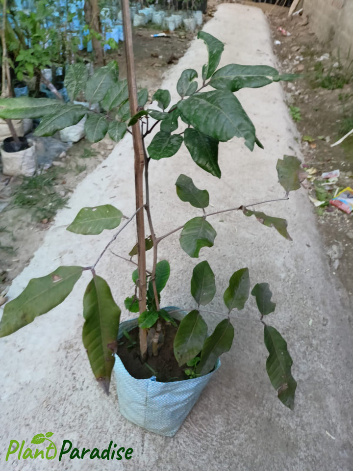 Rubi Longan Fruit Plant - Premium Fruit Plants & Tree from Plantparadise - Just $3699.00! Shop now at Plantparadise