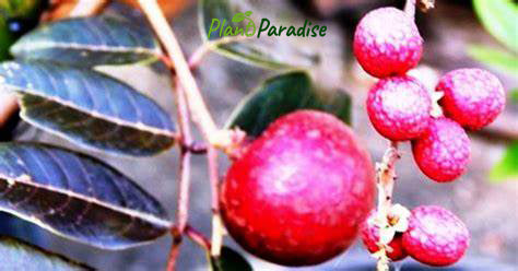 Rubi Longan Fruit Plant - Premium Fruit Plants & Tree from Plantparadise - Just $3699.00! Shop now at Plantparadise