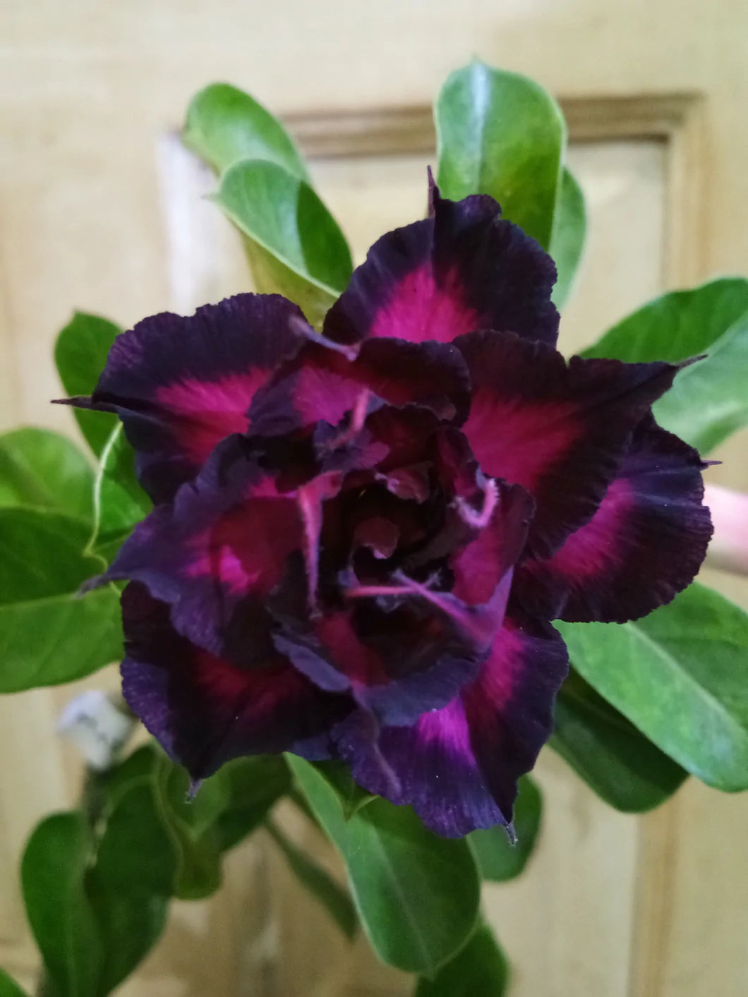 Adenium Dark purple and bright Lilac Colour  Plant (Grafted) - Premium Flowering Plants from Plantparadise - Just $329! Shop now at Plantparadise