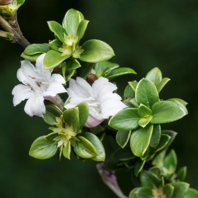 Snow Rose Flower Plant - Premium Flowering Shrubs from Plantparadise - Just $399.00! Shop now at Plantparadise