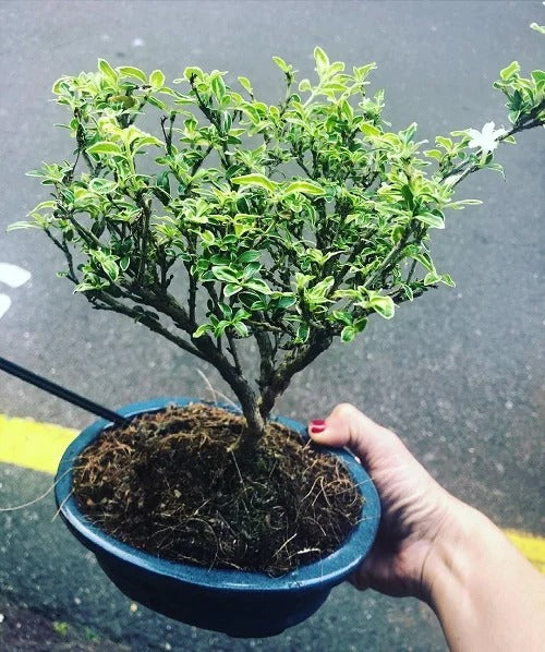 Snow Rose Flower Plant - Premium Flowering Shrubs from Plantparadise - Just $399.00! Shop now at Plantparadise