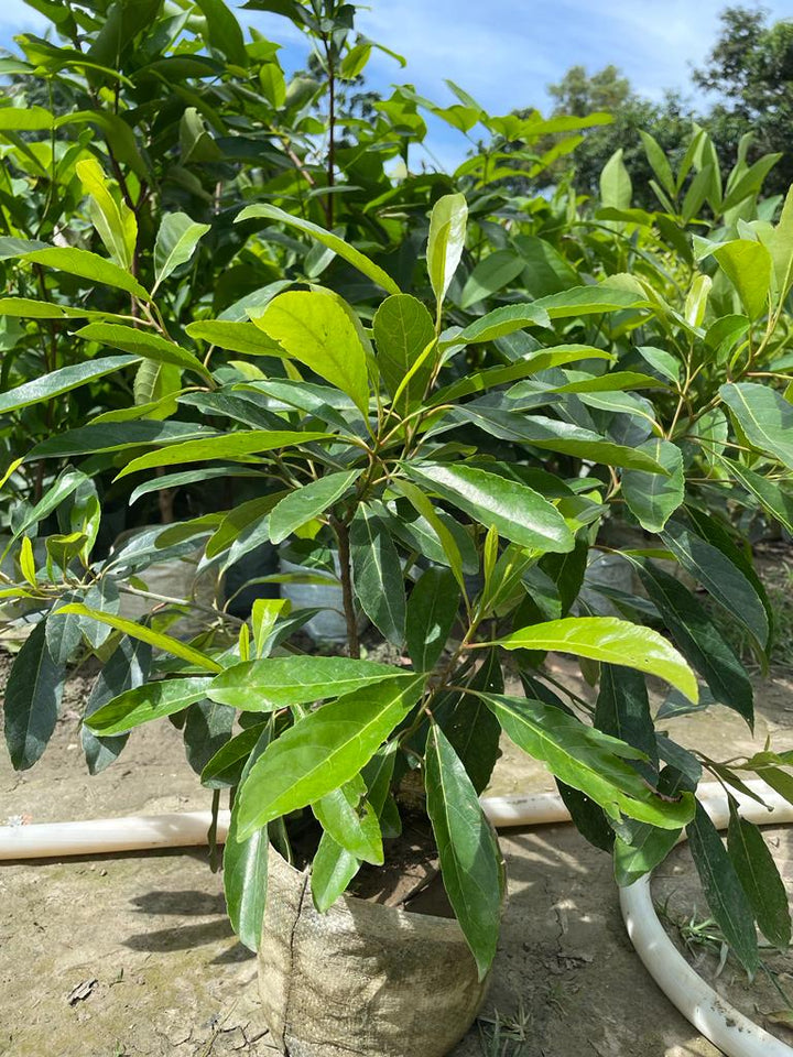 Hybrid Sweet Olive Plant - Premium Fruit Plants from Plantparadise - Just $480! Shop now at Plantparadise