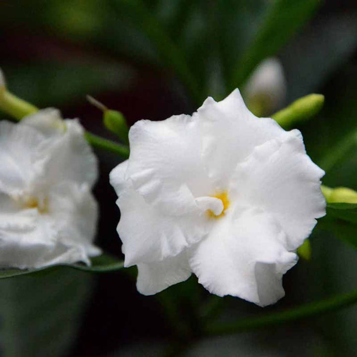 Tagar Double Frills - Flowering Shrubs - Premium Flowering Shrubs from Plantparadise - Just $635.00! Shop now at Plantparadise