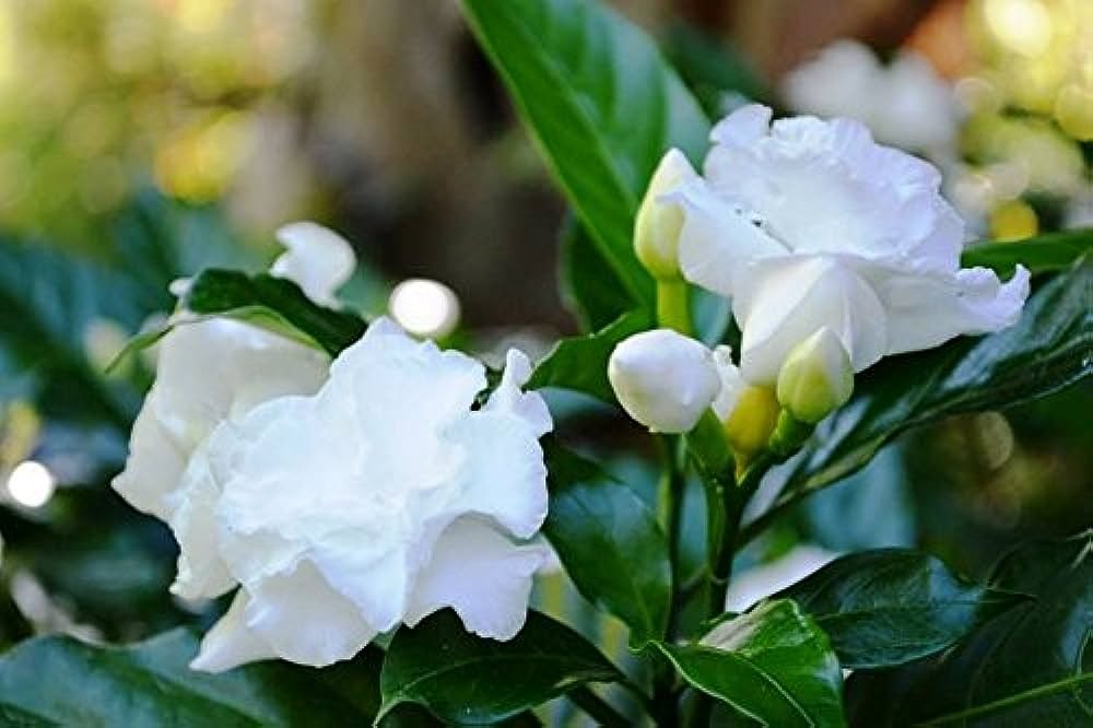 Tagar Flower Plant - Premium  from Plantparadise - Just $549! Shop now at Plantparadise