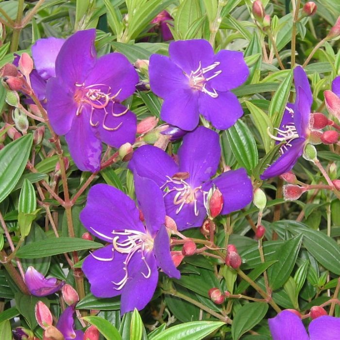 Tibuchina Flower Plant - Premium Flowering Plants from Plantparadise - Just $299! Shop now at Plantparadise