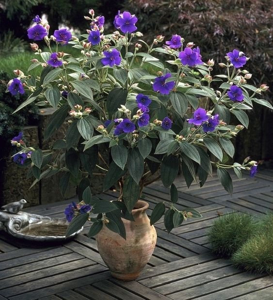 Tibuchina Flower Plant - Premium Flowering Plants from Plantparadise - Just $299! Shop now at Plantparadise