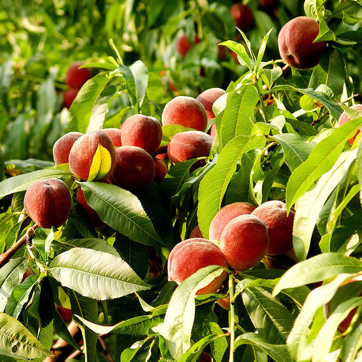 Peach (Grafted)- Fruit Plants & Tree - Premium Fruit Plants & Tree from Plantparadise - Just $670! Shop now at Plantparadise