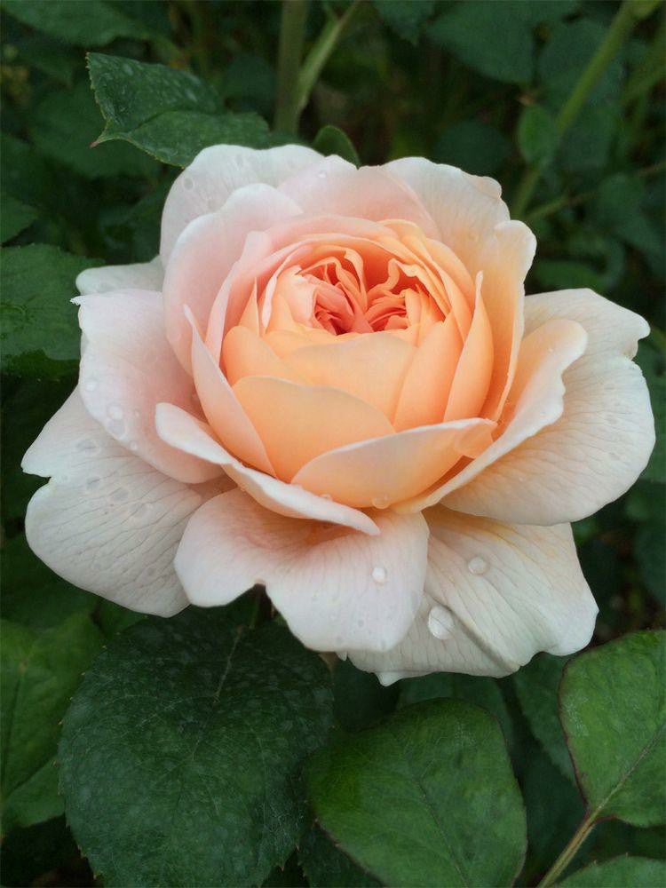 Rose Plant - Premium Flowering Plants from Plantparadise - Just $299.0! Shop now at Plantparadise