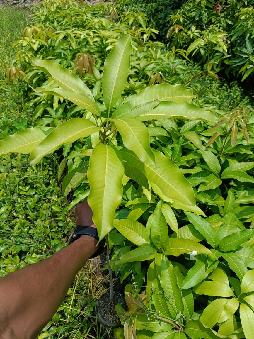kohitur Mango Plant Grafted - Premium Fruit Plants & Tree from Plantparadise - Just $650.00! Shop now at Plantparadise