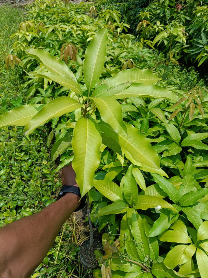 kohitur Mango Plant Grafted - Premium Fruit Plants & Tree from Plantparadise - Just $650.00! Shop now at Plantparadise