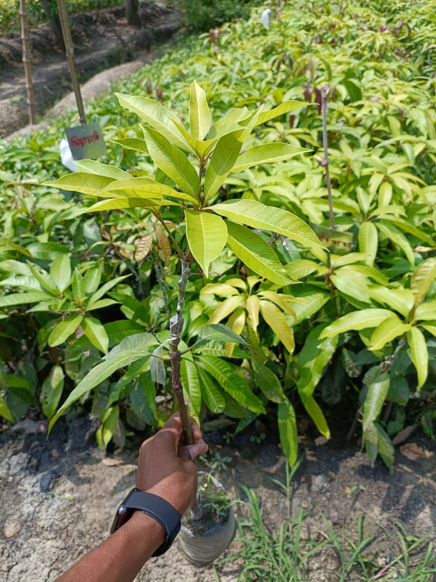 Red Banana Mango Plant Grafted - Premium Fruit Plants & Tree from Plantparadise - Just $799.00! Shop now at Plantparadise