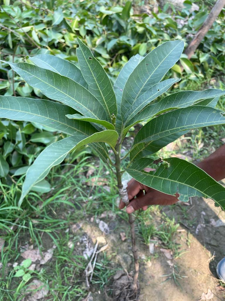 Irwin Purple Mango plant (Grafted) - Premium Fruit Plants & Tree from Plantparadise - Just $499.00! Shop now at Plantparadise