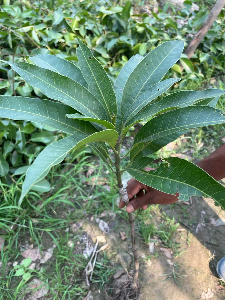 Irwin Purple Mango plant (Grafted) - Premium Fruit Plants & Tree from Plantparadise - Just $499.00! Shop now at Plantparadise