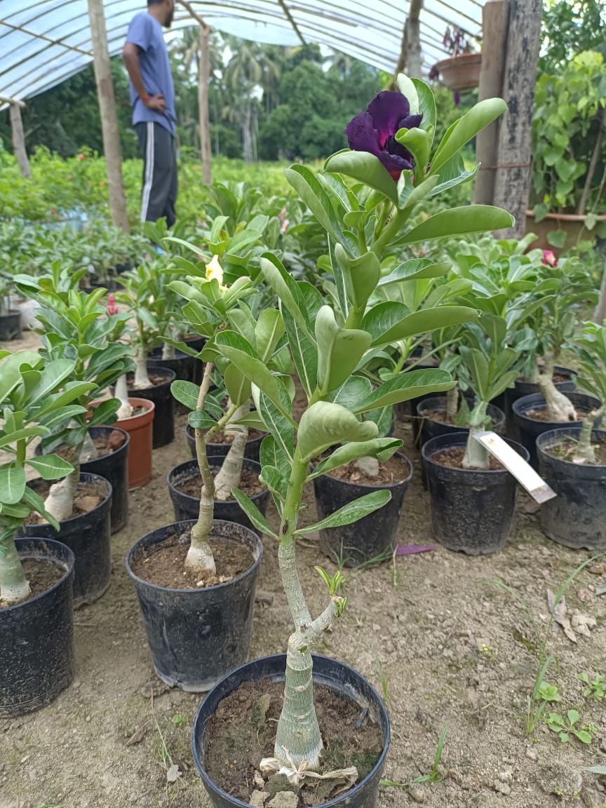 Adenium red and white Plant (Grafted) - Premium Flowering Plants from Plantparadise - Just $329! Shop now at Plantparadise