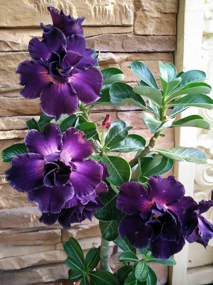 Adenium Dark Purple Plant (Grafted) - Premium Flowering Plants from Plantparadise - Just $329! Shop now at Plantparadise