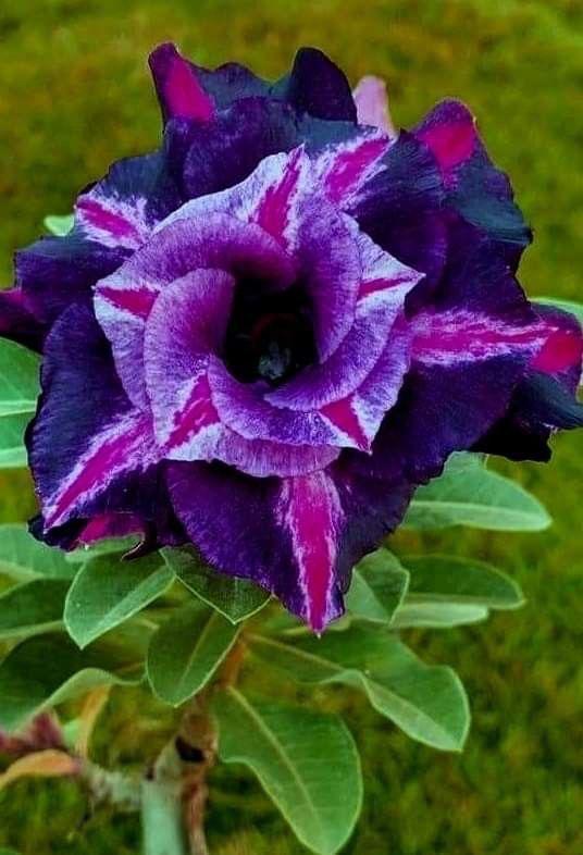 Adenium Electric Purple - Premium Flowering Plants from Plantparadise - Just $329! Shop now at Plantparadise