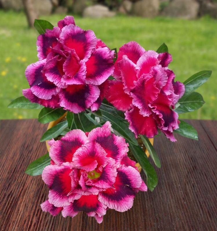 Adenium Pink and Purple Plant (Grafted) - Premium Flowering Plants from Plantparadise - Just $329! Shop now at Plantparadise