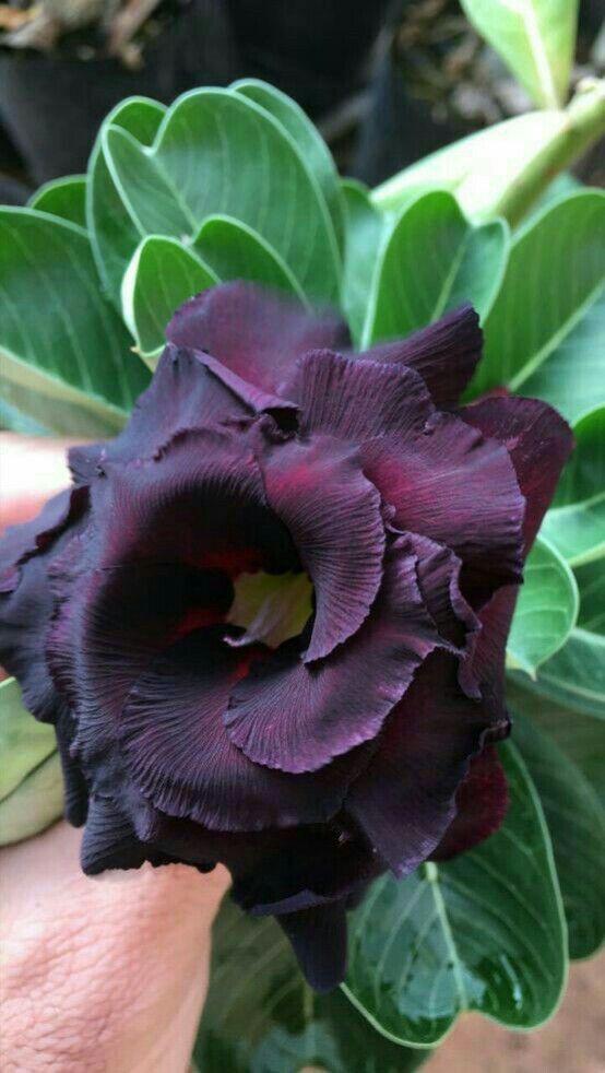 Adenium Dark Brown  Plant (Grafted) - Premium Flowering Plants from Plantparadise - Just $329! Shop now at Plantparadise
