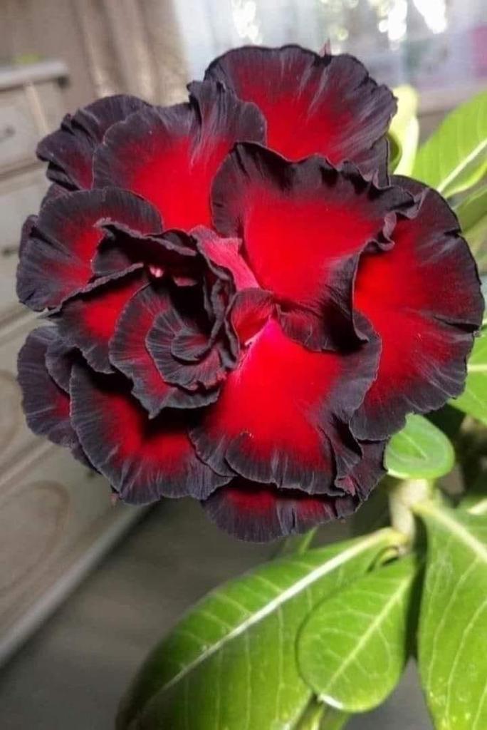 Adenium  Orange and Dark Brown Plant (Grafted) - Premium Succulent Plants from Plantparadise - Just $329! Shop now at Plantparadise