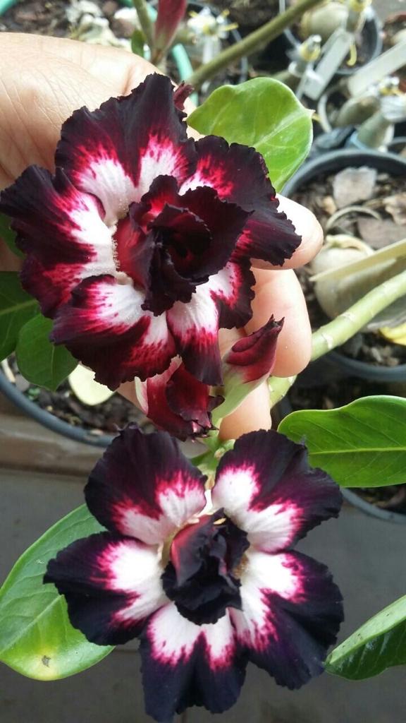 Adenium Dark Brown and White  Plant (Grafted) - Premium Flowering Plants from Plantparadise - Just $329! Shop now at Plantparadise