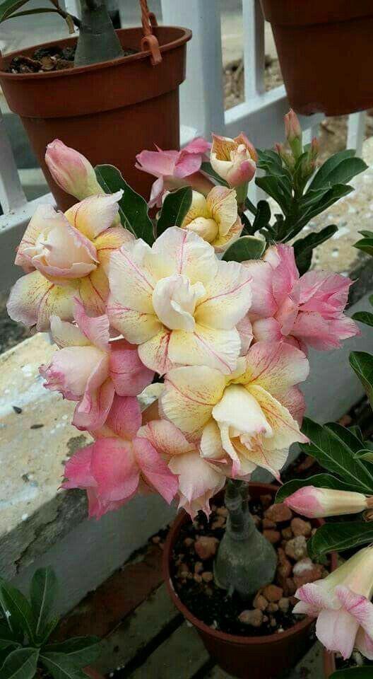Adenium Plant (Grafted) - Premium Succulent Plants from Plantparadise - Just $329! Shop now at Plantparadise
