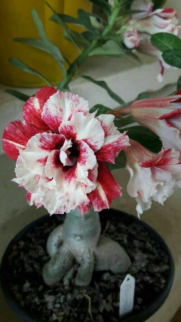 Adenium red and white Plant (Grafted) - Premium Flowering Plants from Plantparadise - Just $329! Shop now at Plantparadise