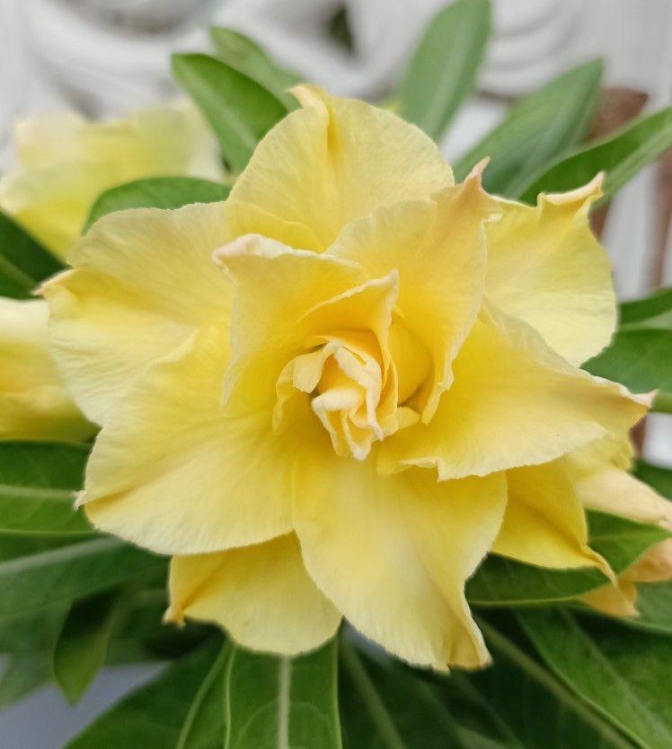 Adenium  Yellow  Plant (Grafted) - Premium Flowering Plants from Plantparadise - Just $329! Shop now at Plantparadise