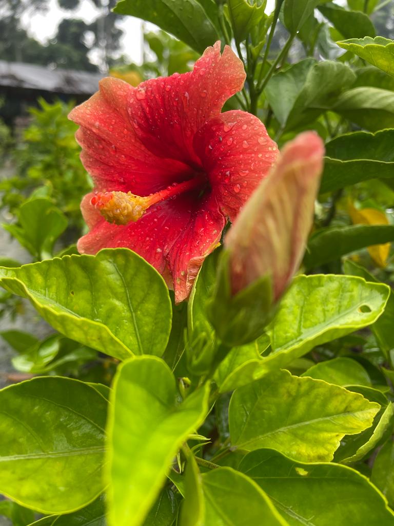 Hibiscus Plant - Premium Flowering Plants from Plantparadise - Just $299.00! Shop now at Plantparadise