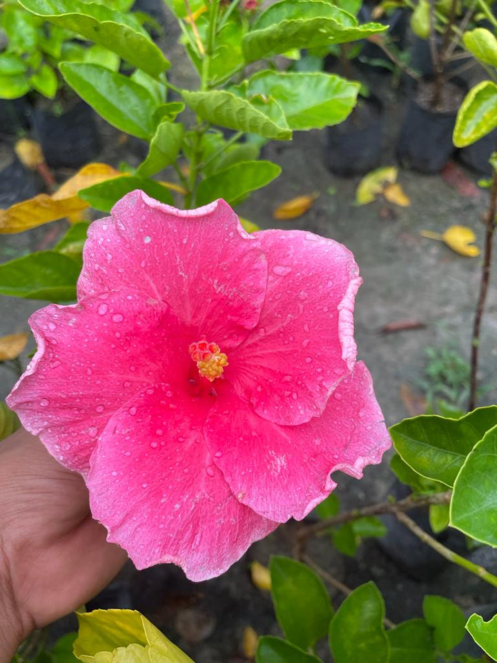Hibiscus Plant - Premium Flowering Plants from Plantparadise - Just $325.0! Shop now at Plantparadise