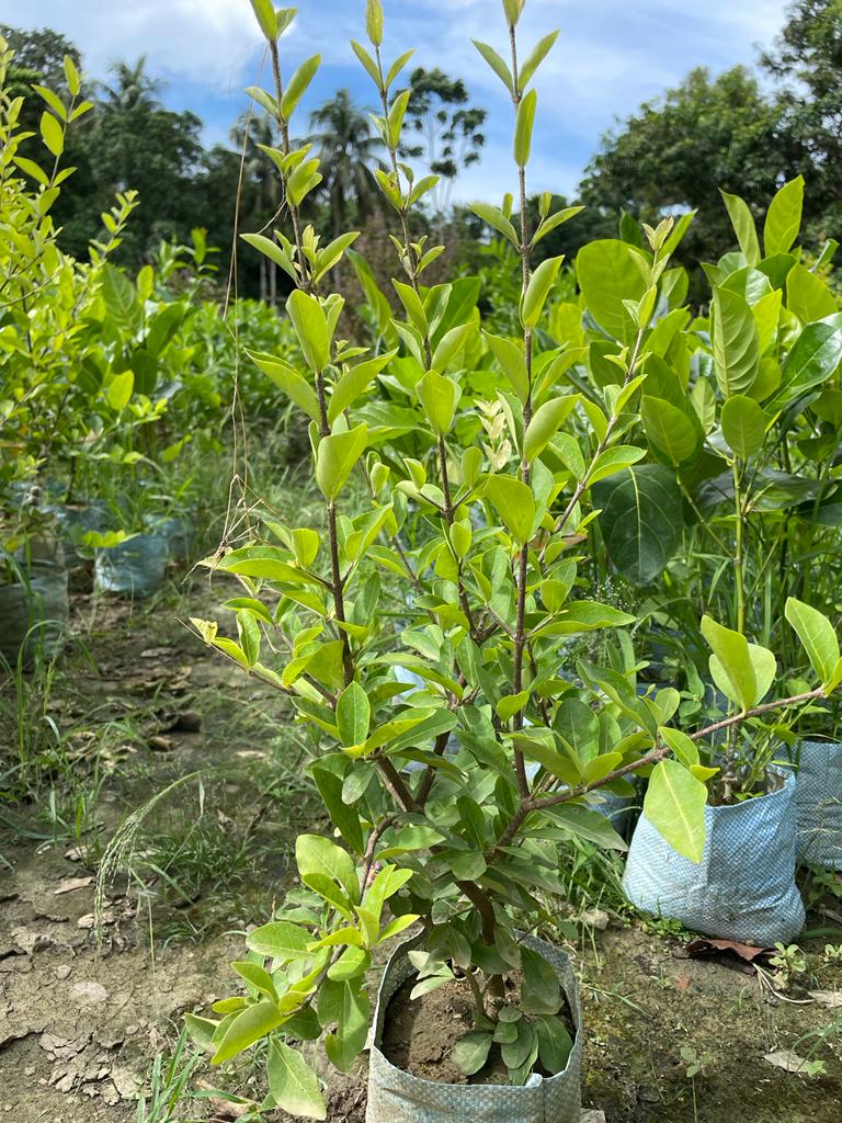 Barbados Cherry Fruit plant - Premium Fruit Plants from Plantparadise - Just $350.00! Shop now at Plantparadise