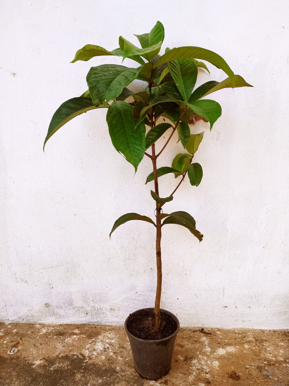 Malay apple- Fruit Plants & Tree - Premium Fruit Plants & Tree from Plantparadise - Just $1100.0! Shop now at Plantparadise