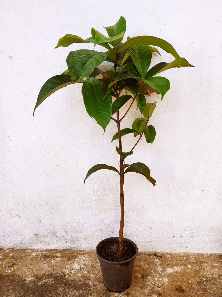 Malay apple- Fruit Plants & Tree - Premium Fruit Plants & Tree from Plantparadise - Just $1100.0! Shop now at Plantparadise